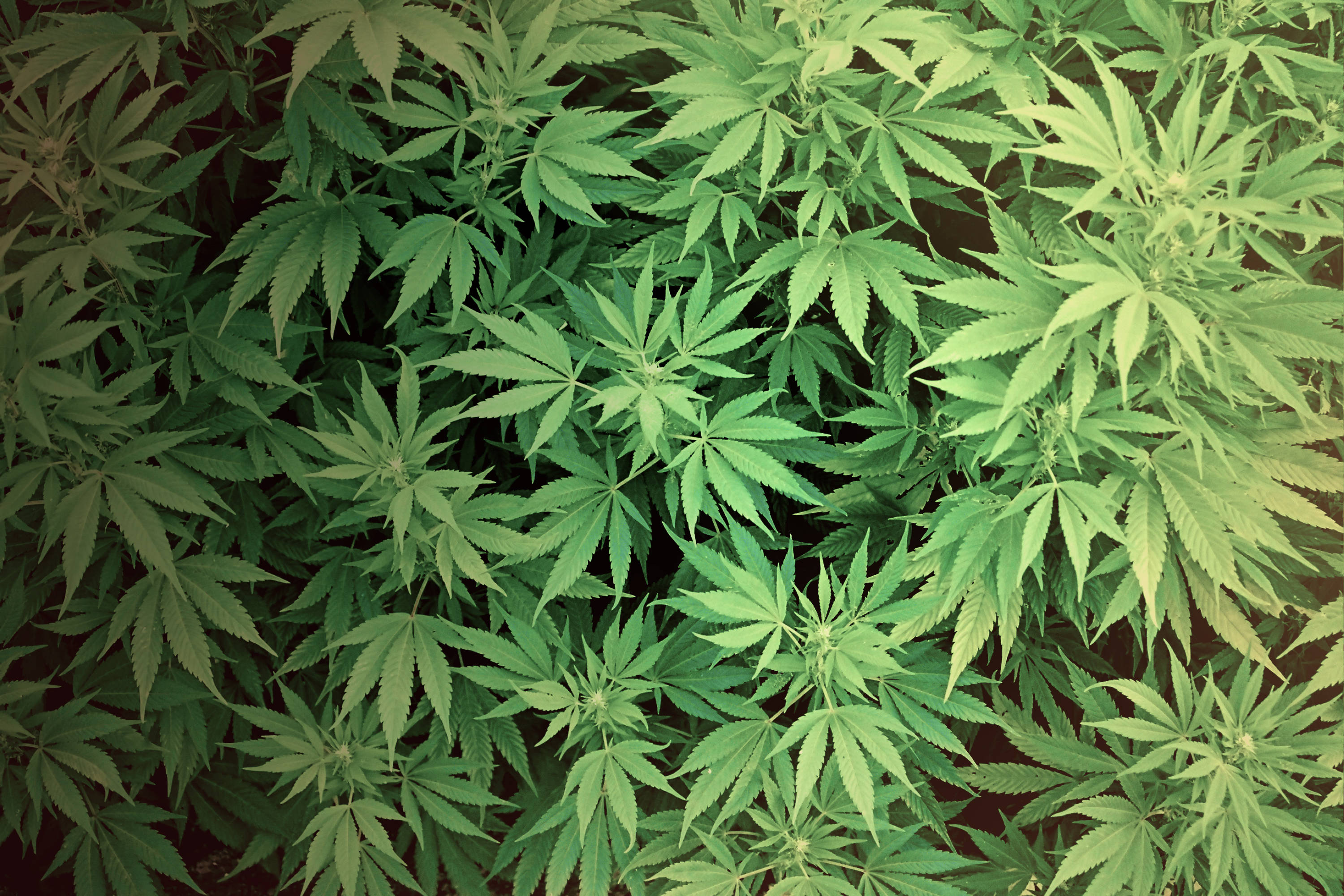 Sequestrati 21Kg Di Marijuana Sull'A/16