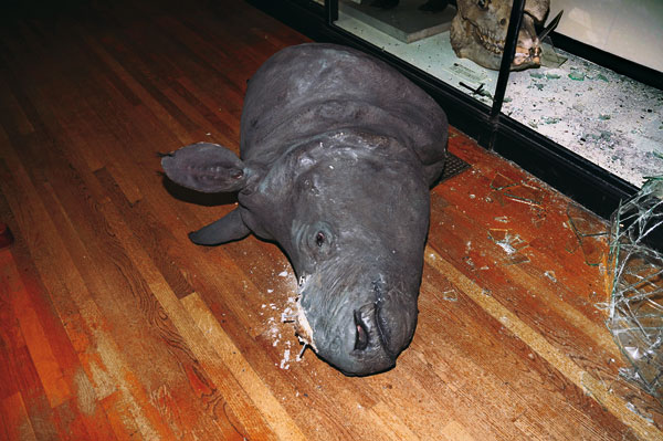 Museo Zoologico: Rubati Corni Di Rinoceronte