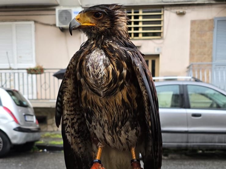 Poiana rinvenuta a Napoli