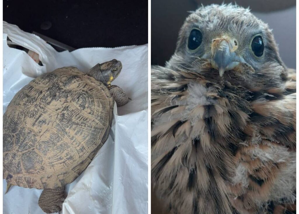 Gheppio e tartaruga salvati dalla Polizia Metropolitana