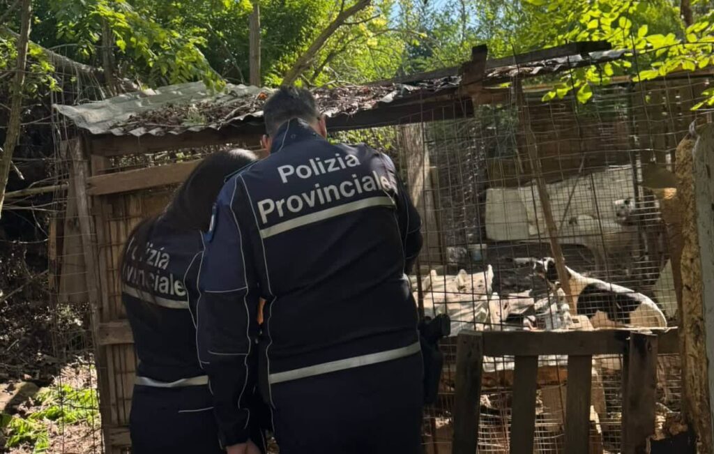 Canile abusivo a Caserta